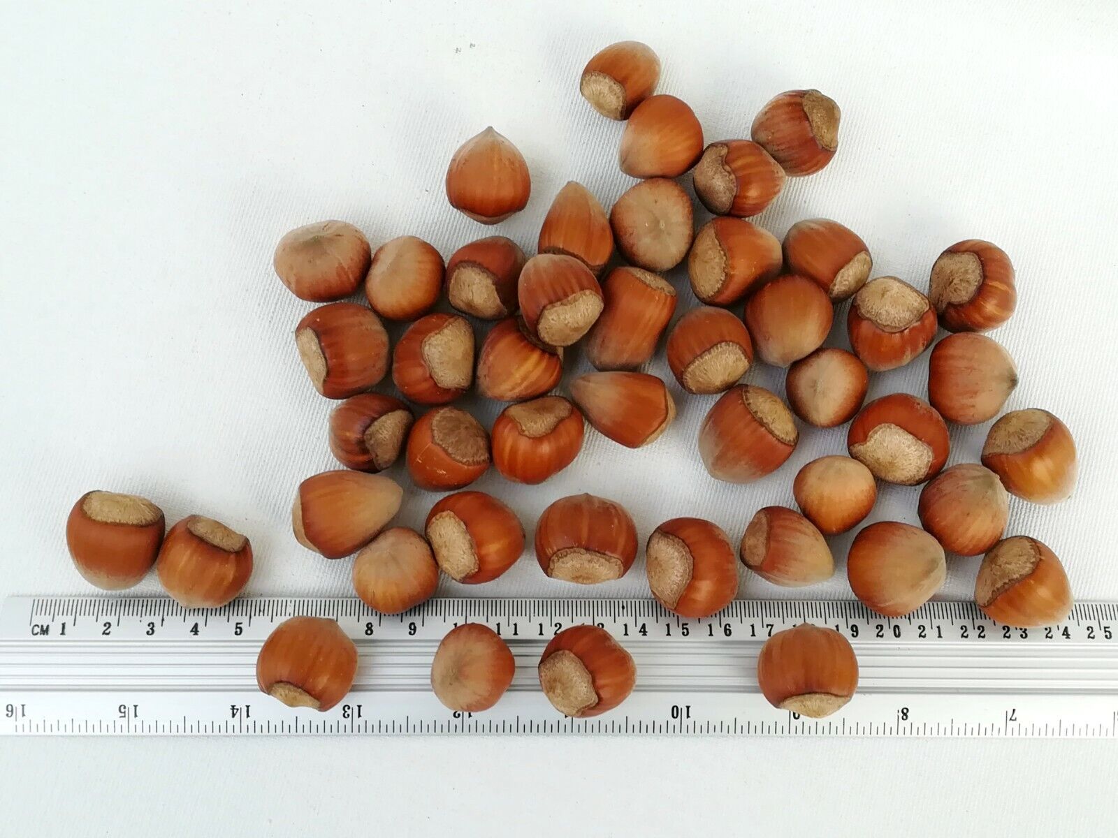 Haselnüsse Ernte 2025 - obrazek 3