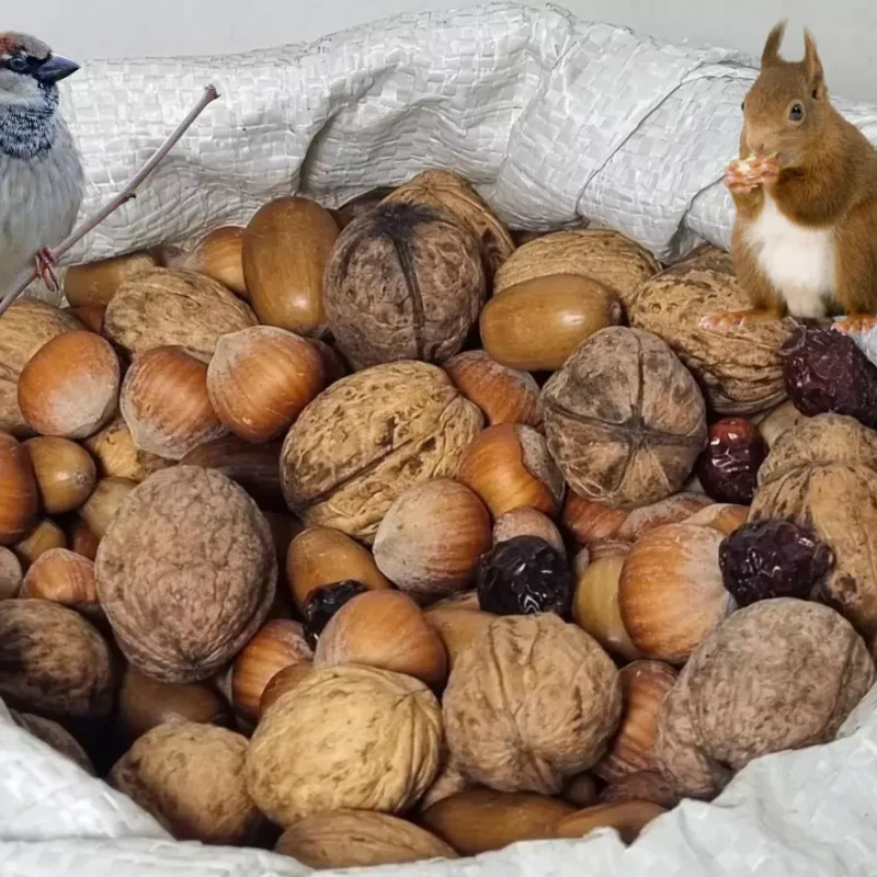Studentenfutter für Eichhörnchen und Vögel | Nüsse - Mix, Eicheln, Hagebutten