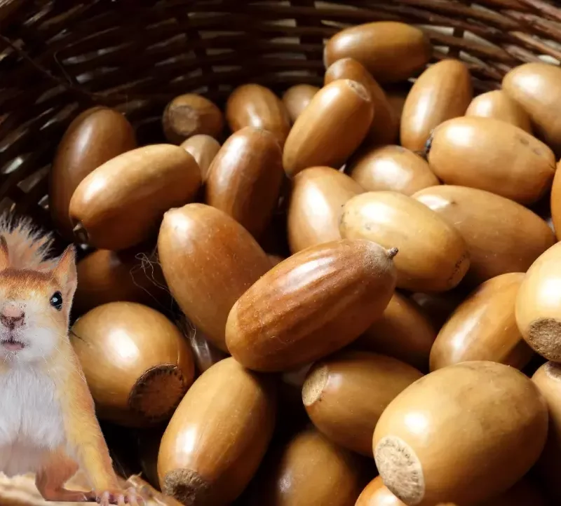 Eicheln ohne Hütchen