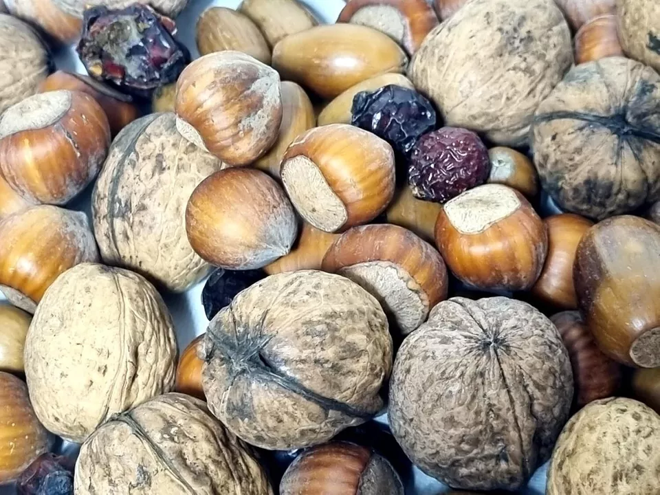 Studentenfutter für Eichhörnchen und Vögel | Nüsse - Mix, Eicheln, Hagebutten - obrazek 2