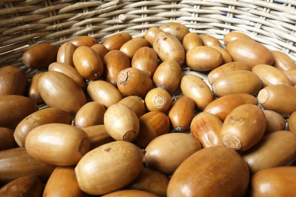 Eicheln ohne Hütchen - obrazek 2