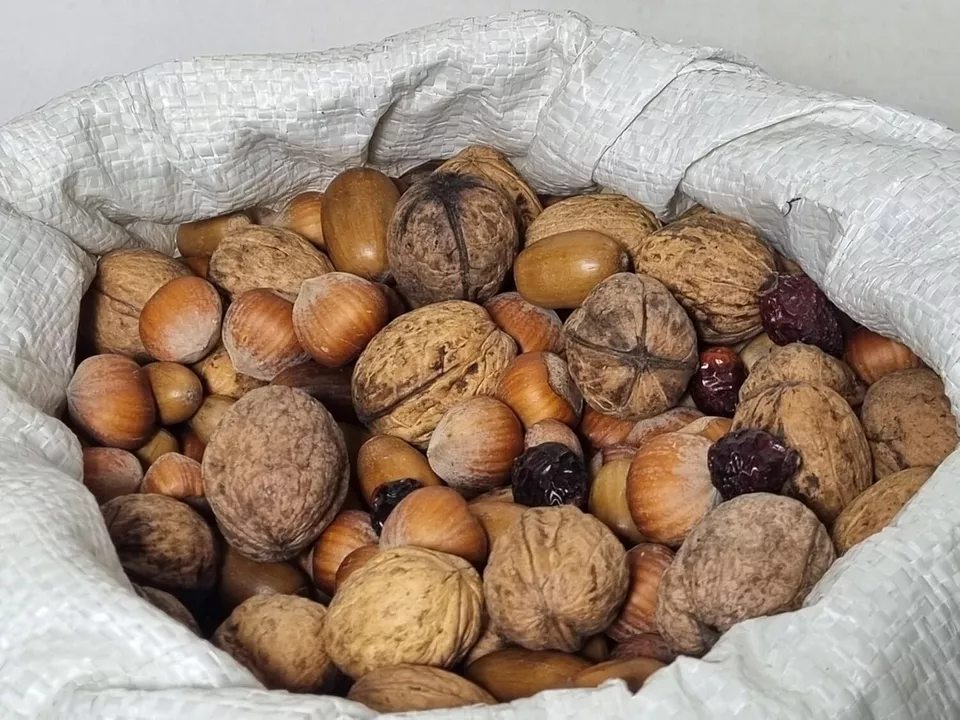 Studentenfutter für Eichhörnchen und Vögel | Nüsse - Mix, Eicheln, Hagebutten - obrazek 4