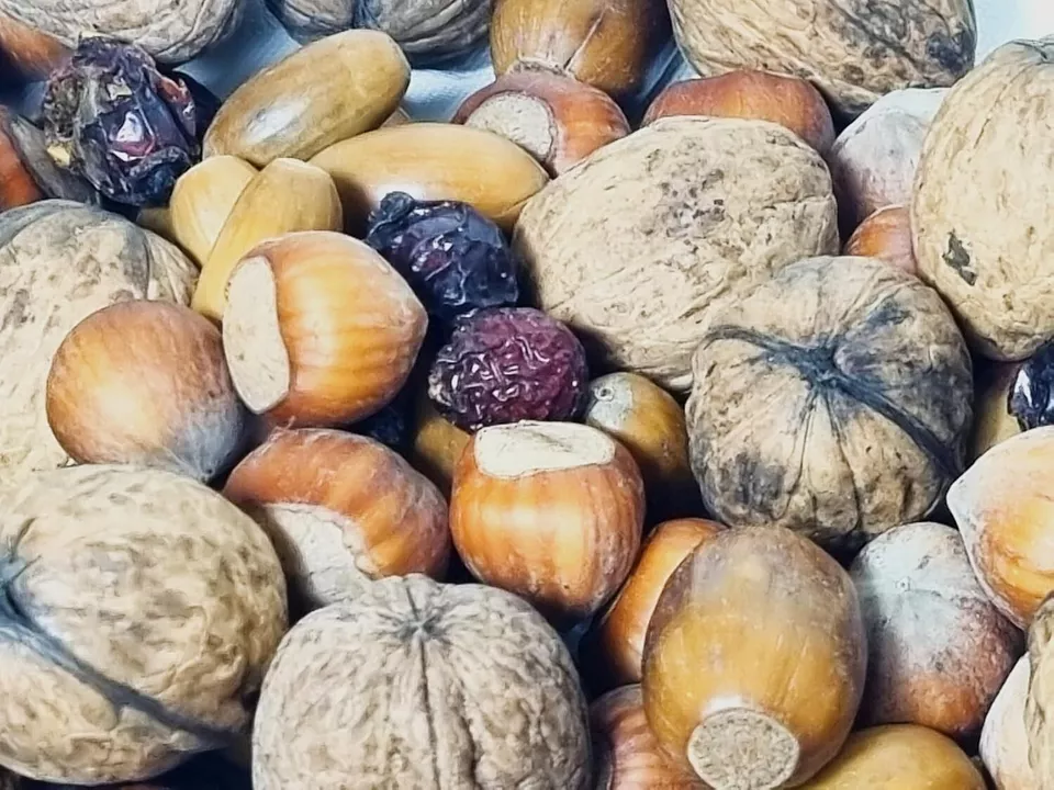 Studentenfutter für Eichhörnchen und Vögel | Nüsse - Mix, Eicheln, Hagebutten - obrazek 3